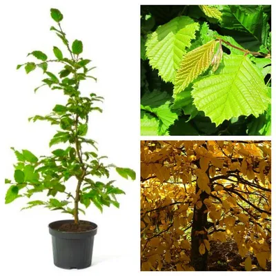 Produktbild von Hainbuche - Carpinus betulus 3 Liter Topfballen