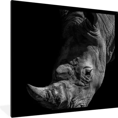 Produktbild von MuchoWow® Gerahmtes Poster Nahaufnahme eines Nashorns auf schwarzem Hintergrund 40x40 cm - Poster mit Schwarzem Bilderrahmen Wandposter Rahmen Foto Bilder - Mit Rahmen - Wanddekoration Schlafzimmer