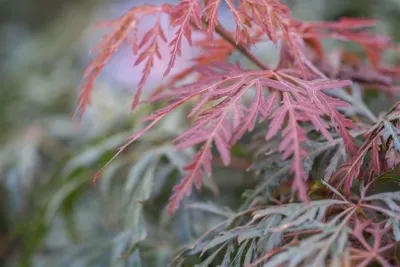 Produktbild von Acer palmatum 'Orangeola', Japanischer Ahorn, orange-rot, 40–60 cm