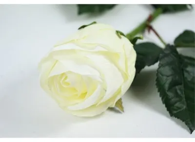 Image de Rose Artificielle Soie Blanche 59 Cm