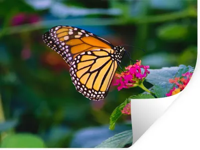 Produktbild von MuchoWow® Wandtattoo Wandsticker Wandaufkleber Schmetterlinge - Blume - Natur 160x120 cm Selbstklebend und Repositionierbar - Selbstklebend - Fototapeten