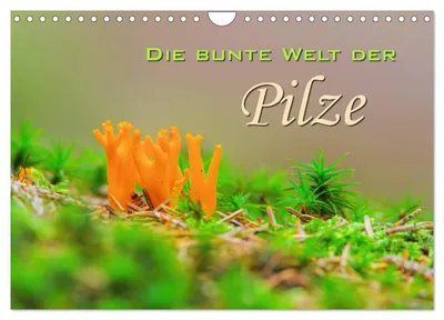 Produktbild von Die bunte Welt der Pilze (Wandkalender 2027 DIN A4 quer), CALVENDO Monatskalender