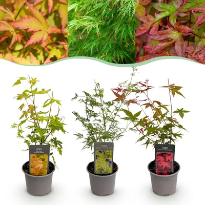 Immagine prodotto di Acer palmatum Tricolour - Rosso-verde-arancio - 3 piante - Perde le foglie - Bassa manutenzione - 25-35cm - Ø12cm - Pianta da giardino