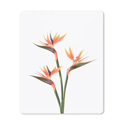 Produktbild von MuchoWow® Mauspad Mousepad Blumen - Orange - Natur - Pflanzen 30x40 cm - Mousepads - Maus Mat - Pad - Mausunterlage - Mausmatten