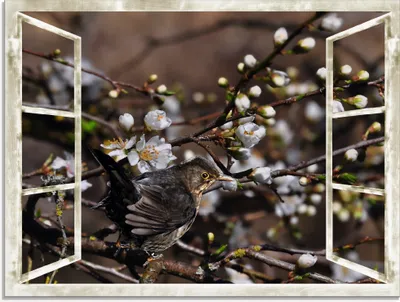 Produktbild von ARTland Glasbild Fensterblick - Kirschblüten mit Amsel Größe: 60x45 cm