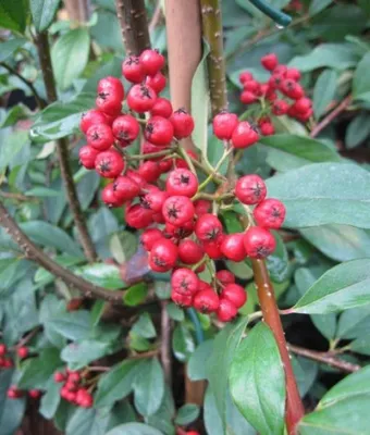 Produktbild von Wintergrüne Hängemispel - Cotoneaster watereri Pendulus - immergrüner Zierstrauch - 125-150cm