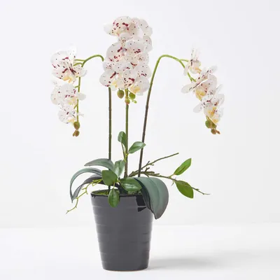 Produktbild von HOMESCAPES Künstliche weiße Phalaenopsis-Orchidee im schwarzen Keramik-Topf, 56 cm