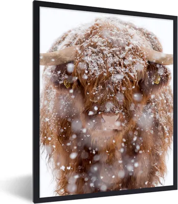Produktbild von MuchoWow® Gerahmtes Poster Schottischer Highlander - Hörner - Schnee 60x80 cm - Poster mit Schwarzem Bilderrahmen Wandposter Rahmen Foto Bilder - Premium - Wanddeko Wohnzimmer