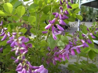 Produktbild von Indigofera decora - zierlicher Indigostrauch 30-40