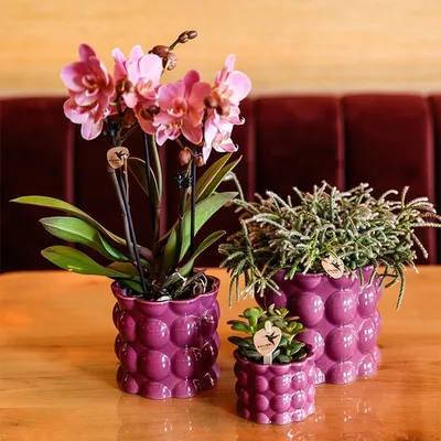 Produktbild von Kolibri Home | Baumwolle Shine Übertopf - Purple - Ø6cm