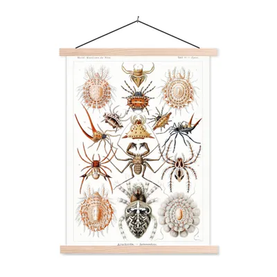 Produktbild von MuchoWow® Textilposter Retro - Spinne - Ernst Haeckel - Spinnen 40x53 cm mit holzfarbenen Rahmen - Schlafzimmer