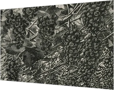 Produktbild von Wandtapete - Dekorative Tapete für Wohnzimmer- Tapetenfolie für Wanddekoration - 104x70 cm - Traubenabdruck