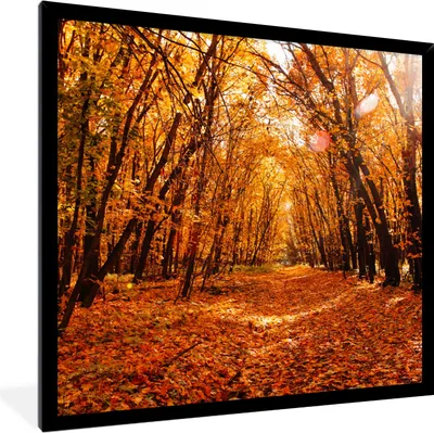 Produktbild von MuchoWow® Gerahmtes Poster Herbst - Wald - Laub - Jahreszeiten 40x40 cm - Poster mit Schwarzem Bilderrahmen Wandposter Rahmen Foto Bilder - Mit Rahmen - Wanddekoration Schlafzimmer