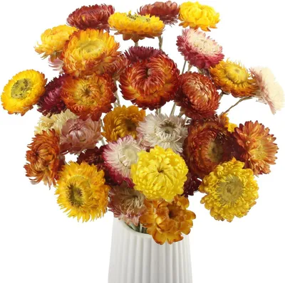 Getrocknete Blumen, 20 Stück, buntes Bouquet, 32 cm