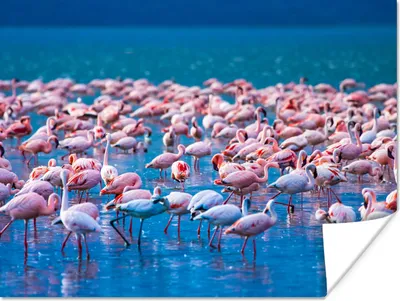 Produktbild von MuchoWow® Poster Flamingo - Wasser - Tropisch - Rosa 120x90 cm - Wandbild