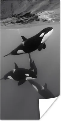 Produktbild von MuchoWow® Poster Orca - Wasser - Schwarz - Weiß 60x120 cm - Wandschmuck