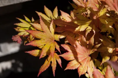 Produktbild von Acer palmatum 'Autumn Moon', Japanischer Ahorn, gelb-orange, 40–50 cm