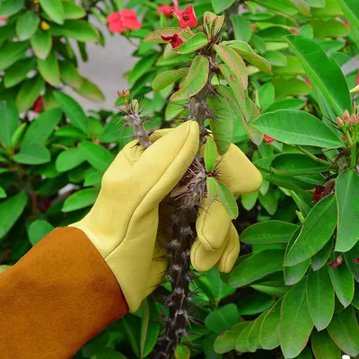 Immagine prodotto di Guanti da giardinaggio resistenti alle spine per la potatura delle rose - Guanti da giardinaggio lunghi in pelle di capra - Protezione per gli avambracci - Regali da giardino per donne e uomini - Taglia grande, giallo