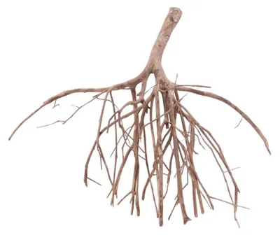 Produktbild von Talawa Wurzel XL, 70x26x62cm, filigran, sinkt nach 2-3 Wochen, für Aquarium & Aquascaping, Nr.5045