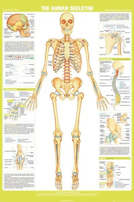 Produktbild von Educational - Bildung - Poster - Chartex - Skeleton + 1 Ü-Poster der Grösse 61x91,5cm
