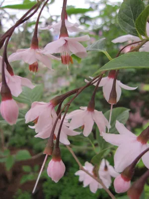 Produktbild von Styrax japonica Pink Chimes - japanischer Schneeglöckchenstrauch 40-60