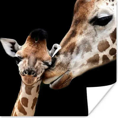Produktbild von MuchoWow® Poster Giraffe - Tiere - Schwarz - Porträt - Tiere 75x75 cm - Wand Dekoration