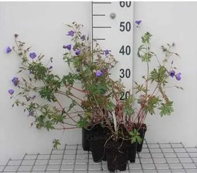 Obrázok produktu pre 6 x Geranium hybr. 'Brookside' - Žeriavovník - kvetináč 9 x 9 cm