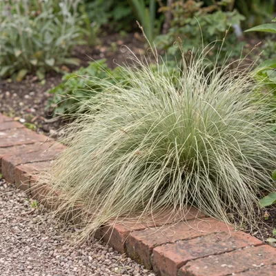 Produktbild von Stauden Gänge 5 x Carex comans 'Amazon Mist' im 1 Liter Topf - seeland Segge - Sanftes Grün für harmonische Gartenlandschaften