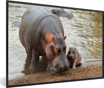 Produktbild von MuchoWow® MuchoWow® Gerahmtes Poster Tiere - Nilpferde - Baby 90x60 cm - Poster mit zchwarzem Bilderrahmen - Fotorahmen - Foto-Plakat