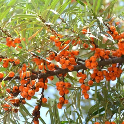 Immagine prodotto di Olivello Spinoso Orange Friesdorfer 2L