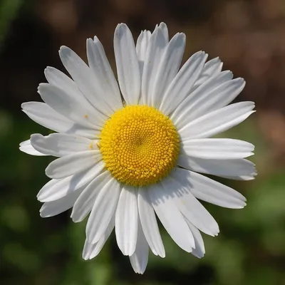 Image de 6 x Marguerite naine - Leucanthemum vulgare | pot 9cm x 9cm