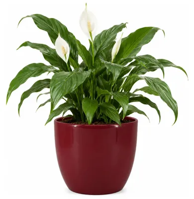 Produktbild von Floran Blumentopf „Boule“ - weinrot - glanzend - Keramik - D22 x H19