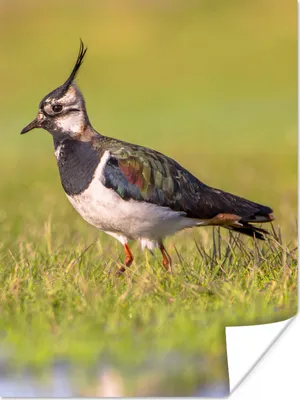 Produktbild von MuchoWow® Poster Vogel - Gras - Natur - Tiere - Kiebitz 120x160 cm - Wandbilder