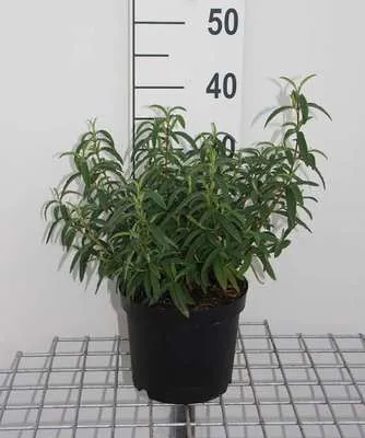 Produktbild von Cistus purpureus - Purpur Zistrose 20- 25 cm Container
