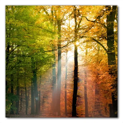 Produktbild von Wallario selbstklebende Möbelfolie/ Tischdecke für Innen und Außen, Größe: 90 x 90 cm - Sonnenuntergang im Herbstwald