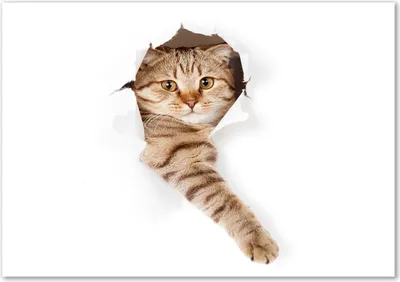 Produktbild von Tulup® Leinwandbild - 100x70 cm - Wandkunst - Drucke auf Leinwand - Leinwanddruck  - Tiere - Beige - Katze