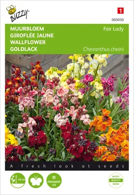 Produktbild von Goldlack Fair Lady Mischung | Goldlacksamen von Buzzy Seeds