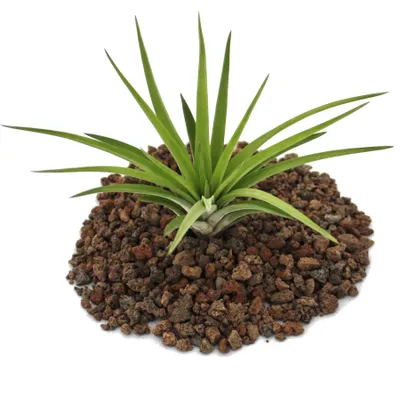 Obrázek produktu pro Tillandsia brachycaulos abdida - volně rostoucí rostlina velká