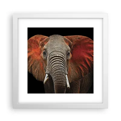 Produktbild von Gerahmtes Poster - Weißer Rahmen - Elefant Rot Ohren - 30x30 cm - Wand Bild - Wanddeko - Wandbilder - Kunstposter - Wandposter - Bilderrahmen - Bilder - Kunstdruck - Wandbild - P2WAC30x30-4237
