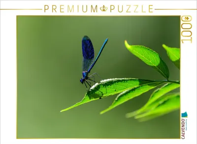 Produktbild von CALVENDO Puzzle Blauflügel-Prachtlibelle 1000 Teile Puzzle quer | 1000 Teile Lege-Größe 64x48cm Foto-Puzzle für glückliche Stunden