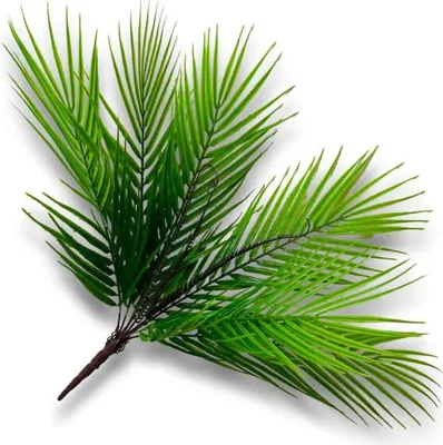 Obrázok produktu pre Palma - Kytica z palmových listov 53 cm