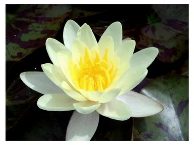 Produktbild von Seerose im Pflanzkorb - Nymphaea 'Marliacea Chromatella' - gelbe Seerose - winterhart