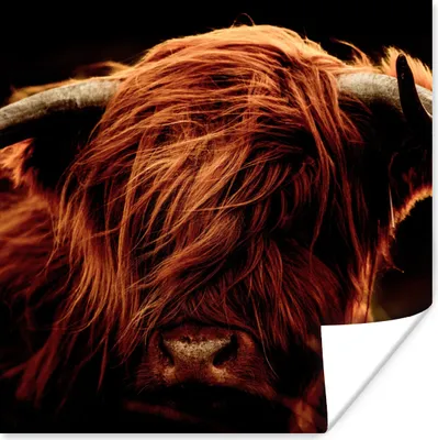 Produktbild von MuchoWow® Poster Schottischer Highlander - Kuh - Hörner - Porträt - Tiere 100x100 cm - Babyzimmer