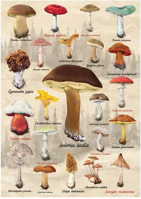 Immagine prodotto di Funghi Collage 1000 Puzzle
