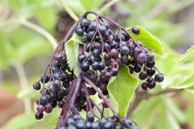 Produktbild von Sambucus nigra 'Haschberg', Schwarzer Holunder, 60–100 cm, ertragreich