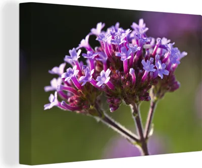 Produktbild von OneMillionCanvasses® - Leinwandbilder - 140x90 cm, Nahaufnahme Eisenhandblumen, Wandbilder Kunstdruck Wanddekoration