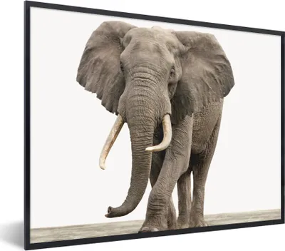 Produktbild von MuchoWow® Gerahmtes Poster Elefant - Kinder - Tiere - Mädchen 80x60 cm - Poster mit Schwarzem Bilderrahmen Wandposter Rahmen Foto Bilder - Schwarzem - Mit Gestell