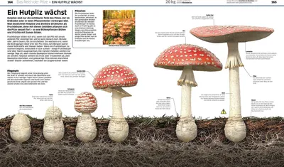 Zdjęcie produktu dla DK Wissen. Pflanzen und Pilze