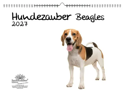 Produktbild von Hundezauber Beagles DIN A3 Kalender für 2027 Welpen und Hunde - Seelenzauber