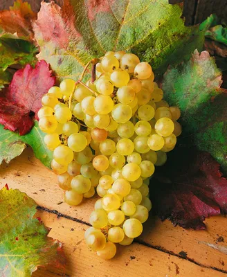 Produktbild von Vitis vinifera, Weinrebe, weiß, 80–100 cm